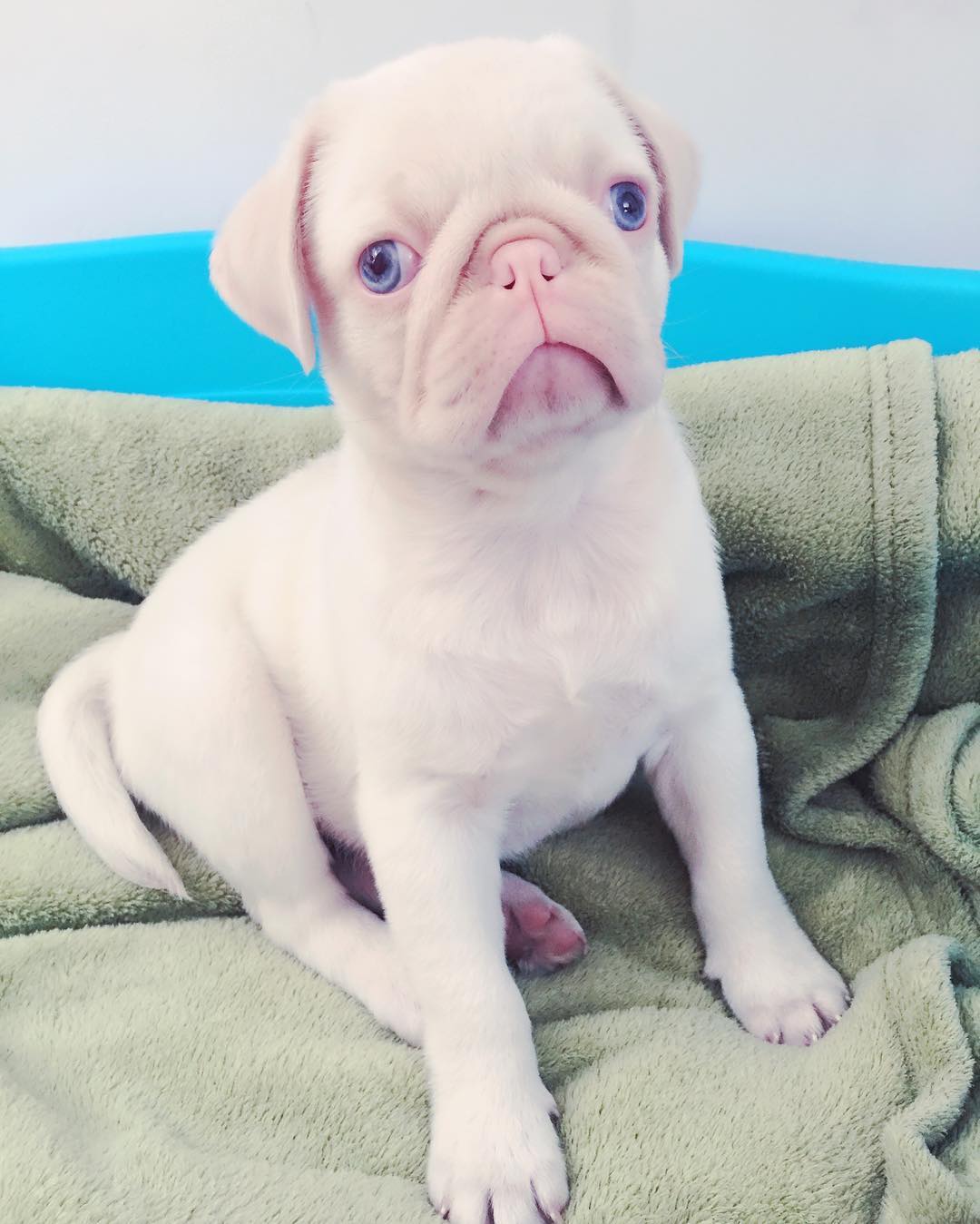Chico Pug puppy